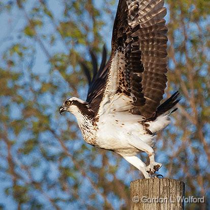 We Have Liftoff_26731.jpg - Osprey (Pandion haliaetus) photographed near Port Elmsley, Ontario, Canada.